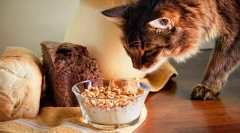 Somali cat (foto): partener perfect pentru persoanele amuzante